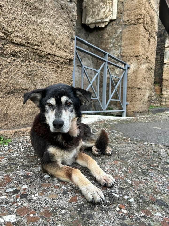 La Justicia atribuyó al exintendente la instigación del envenenamiento masivo de animales (EFE/ Antonello Nusca/Archivo)