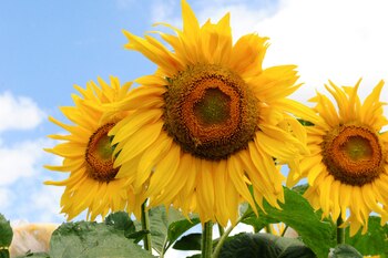 La cosecha de girasol cubre