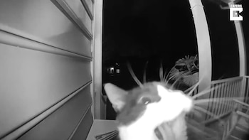 08/02/2021 ¡Ding Dong!: Este gato