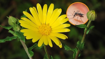 Ni sprays ni velas: si hay mosquitos en tu patio y no puedes estar en él, planta alguna de estas 3 plantas