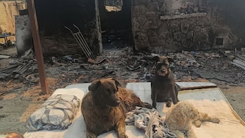 Abel, el programador que perdió su hogar en el incendio de la Sierra Oeste: "Se pierde un paraíso y una forma de vida"