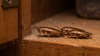 Tres cucarachas alemanas caminan en fila sobre una superficie de madera de un armario de cocina, una liderando y dos siguiendo de cerca, con luz tenue.