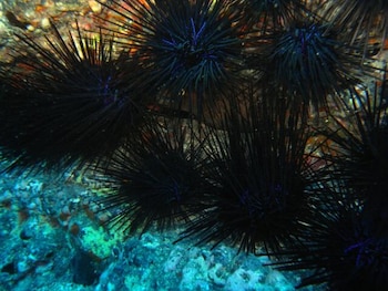 Un grupo de erizos de