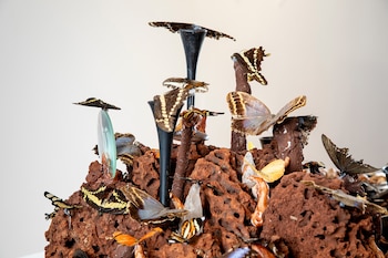 Detalle de la muestra de