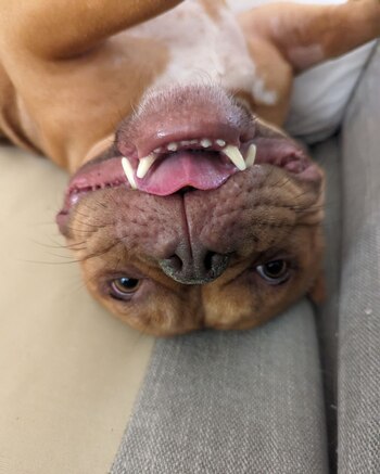 Chessie sonriendo hacia la cámara