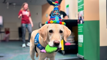 Perro de apoyo emocional celebra
