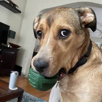 Franny, adoptada y devuelta al