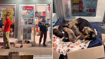 Perrita callejera da a luz