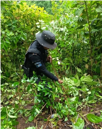 Persona con sombrero tipo boonie, uniforme oscuro, chaleco táctico, con un parche de bandera en el brazo, rodeada de densa vegetación verde