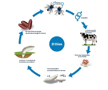 Ciclo de vida de las moscas transmisoras del gusano barrenador. (Copeg)