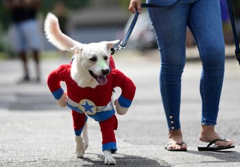 Un perro disfrazado del Capitán