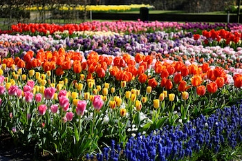 Tulipanes en el jardín Keukenhof, en Lisse (Reuters).