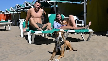 Mar del Plata, paraíso pet