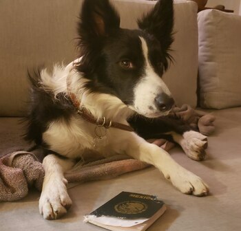 Simona, una perrita de un