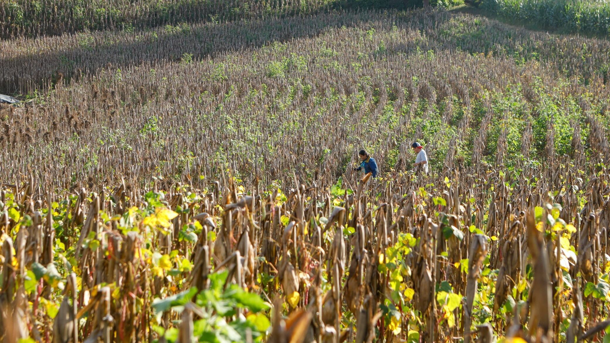 El Ministerio de Agricultura y Ganadería monitorea plagas y enfermedades, para proteger la salud de los cultivos. Foto cortesía Ministerio de Agricultura y Ganadería.