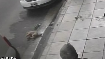 Video: un caniche cayó desde un quinto piso en el centro de Mar del Plata y sobrevivió de milagro