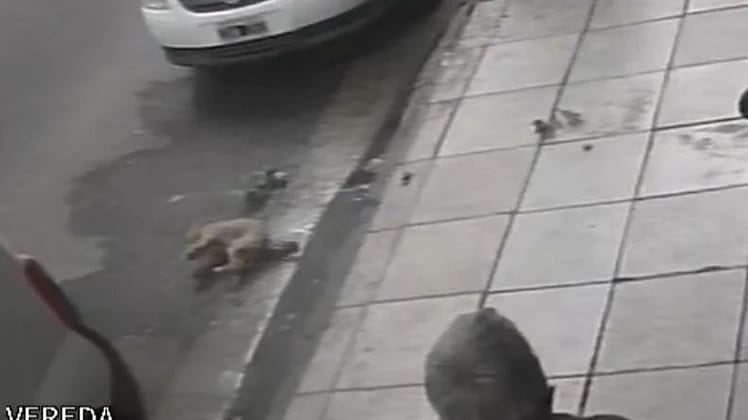 Video: un caniche cayó desde un quinto piso en el centro de Mar del Plata y sobrevivió de milagro