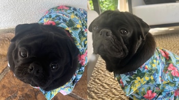 Internautas piden esclarecer muerte de ‘Chancho’, el perro pug de la familia Aguilar