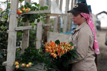 En enero de 2026, el