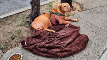 La perra fue encontrada amarrada
