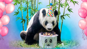 ¿Por qué Xin Xin, la última panda mexicana, rompió récord tras cumplir 36 años?