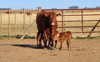 Una vaca Aberdeen Angus tuvo trillizos en Córdoba sin asistencia veterinaria: "Es un fenómeno que ocurre una vez cada 100.000 pariciones"