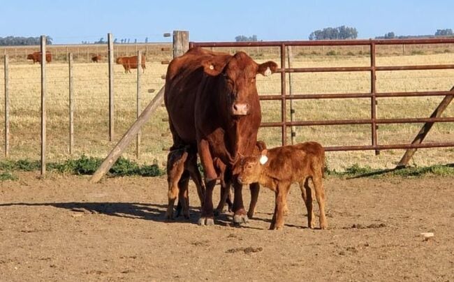 La vaca Aberdeen Angus colorada tenía entre cinco y seis partos previos, una condición que, según el veterinario, puede favorecer la probabilidad de una gestación múltiple
