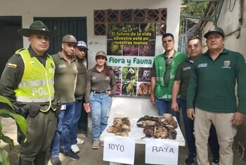 En Cali incautaron carne de