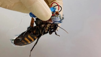 Cómo una cucaracha robot salvaría vidas en desastres naturales o explosiones