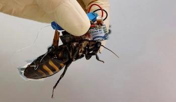 Las cucarachas cyborg desarrolladas en Japón pueden participar en rescates tras desastres naturales o explosiones mediante control remoto. (Instituto RIKEN)