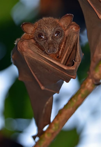 Primer plano de un murciélago de pelaje marrón y grandes ojos oscuros, colgando boca abajo envuelto en sus alas, con un fondo verde y azul borroso