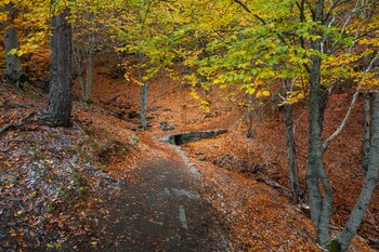 Hayedo de Tejera Negra, en