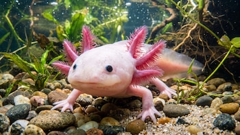 El ajolote, la salamandra que puede regenerar distintas partes de su cuerpo y enfrenta la extinción en estado salvaje