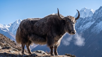 Rinocerontes, yaks y camellos, los cruces genéticos que desafían los límites de la naturaleza