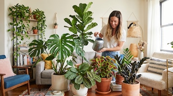 Una mujer con camiseta blanca riega con una regadera metálica varias plantas en macetas, incluyendo Monstera, Ficus lyrata, Pothos y Zamioculca raven, en un salón.