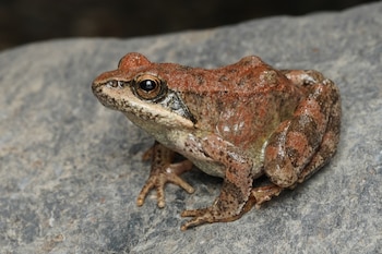 Ejemplar de rana pirenaica. (Dr. Sven Gippner/iNaturalist - CC BY 4.0)