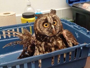 La CAR reportó el rescate, la valoración y la rehabilitación de 26 animales silvestres en Cundinamarca, en las regiones Bajo Magdalena, Soacha y Tequendama - crédito car_cundi / Instagram