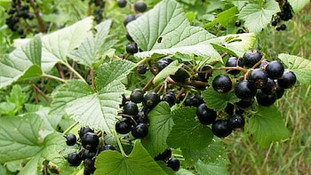 El momento perfecto para plantar