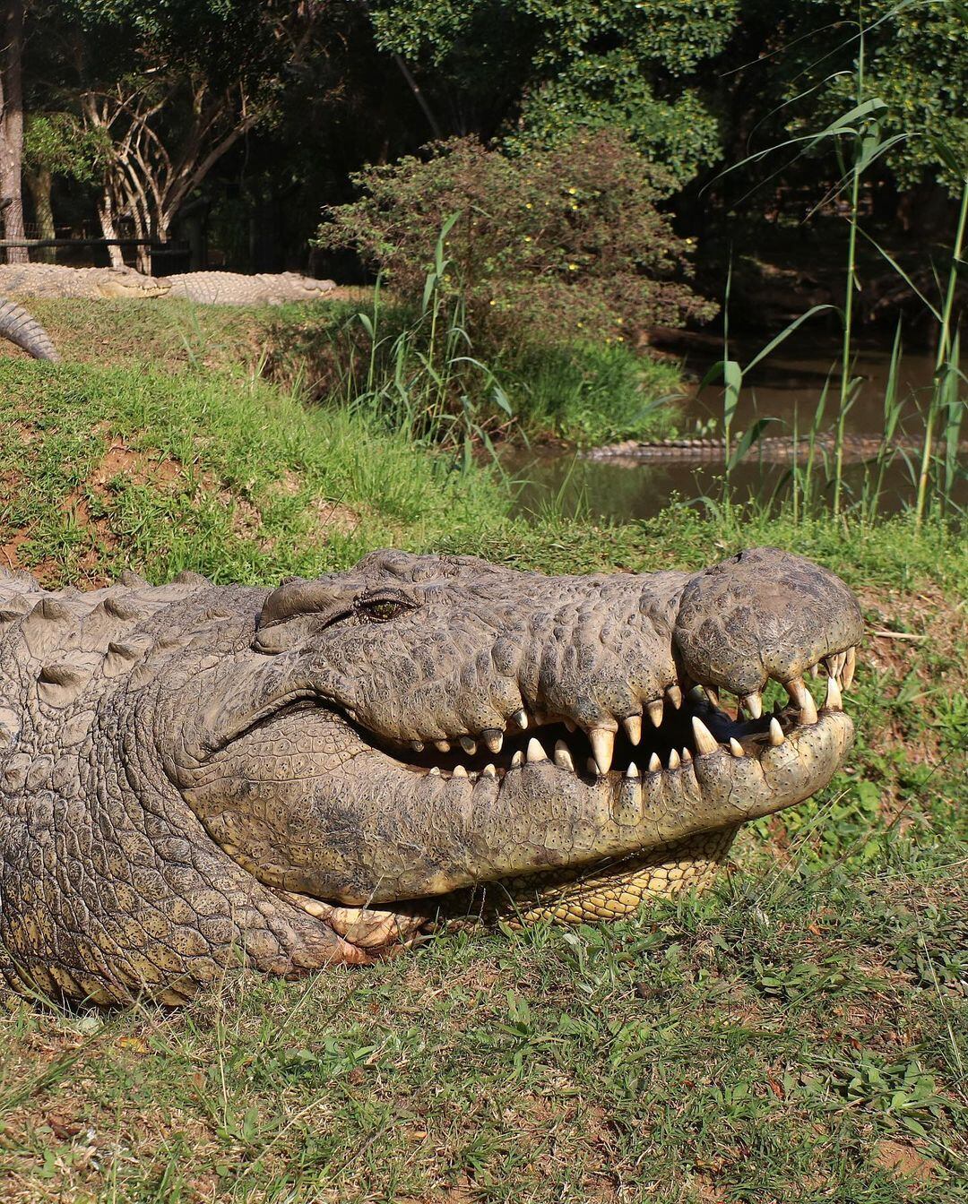Henry, cocodrilos, caimanes, reptiles, mascotas, animales, cocodrilo más viejo del mundo, Croc World, Sudáfrica