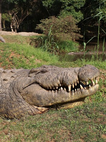Actualmente vive en Crocworld Conservation Center, un centro de conservación de Sudáfrica.