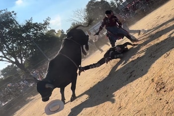 Un toro negro de pie junto a un jinete tendido en el suelo de tierra de una arena de rodeo. Varias personas observan en el fondo