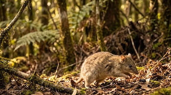 Un pequeño marsupial de pelaje marrón moteado avanza agachado por el suelo de la selva, persiguiendo un insecto de caparazón negro. Hay hojas secas y ramas.