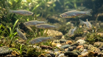 Ocho peces cebra con rayas oscuras y claras nadan entre piedras y plantas en el fondo del agua.