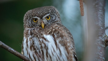 Esta ave logra cazar a