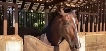 Además del golf, los caballos son otra de sus pasiones.