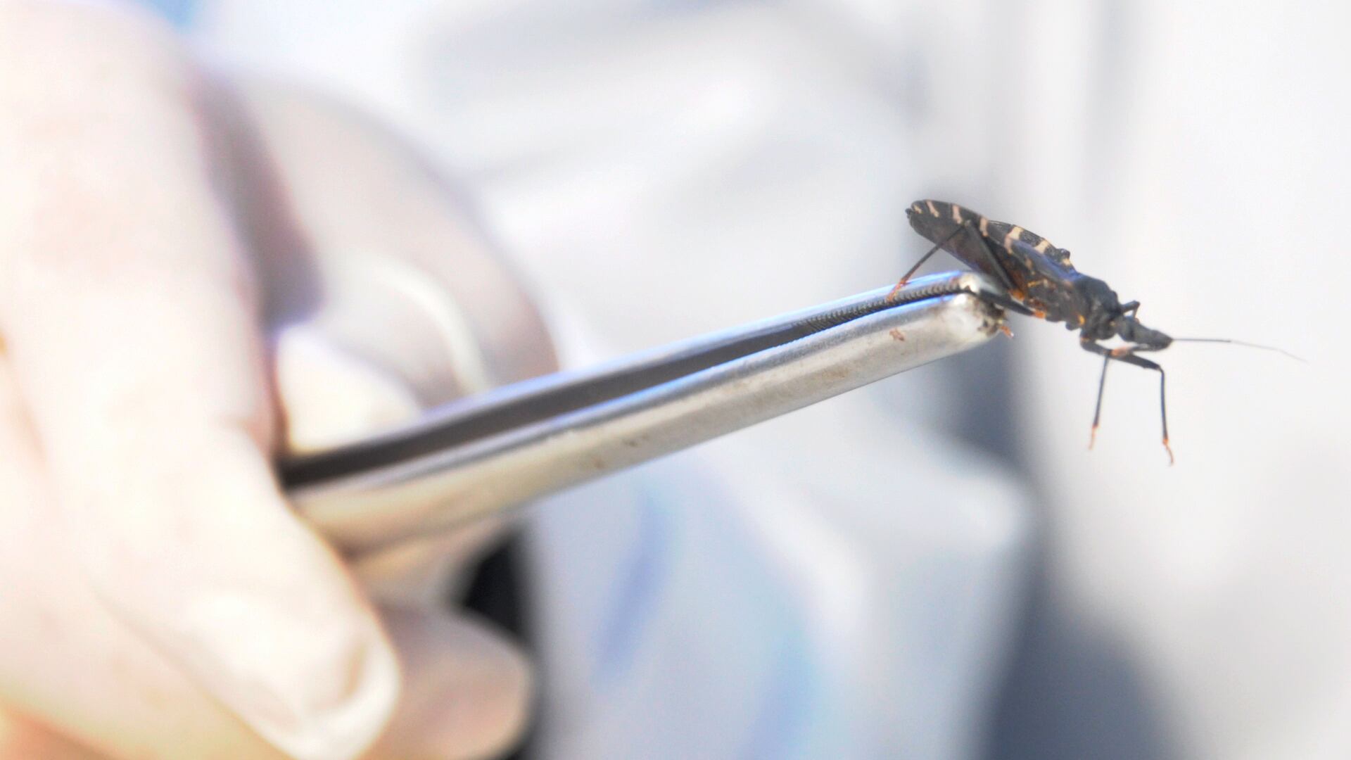 La enfermedad de Chagas es una afección parasitaria, sistémica, crónica, transmitida por vectores y causada por el protozoario Trypanosoma cruzi (Fernando Calzada)