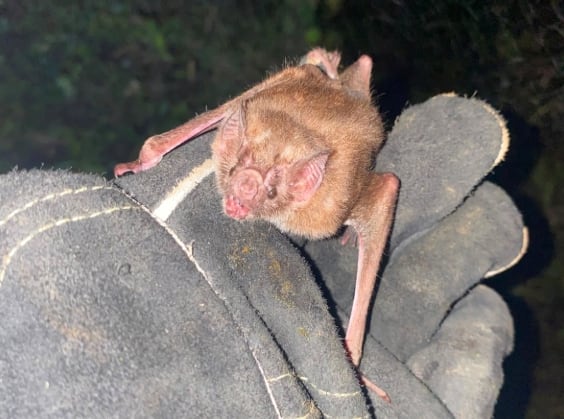 Las agencias sanitarias aconsejan asegurar los contenedores de basura para evitar la llegada de animales infectados