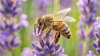 Cómo el aguijón de la abeja sigue inyectando veneno después de desprenderse del insecto