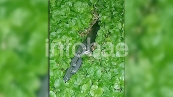 La mujer descartó el cuchillo