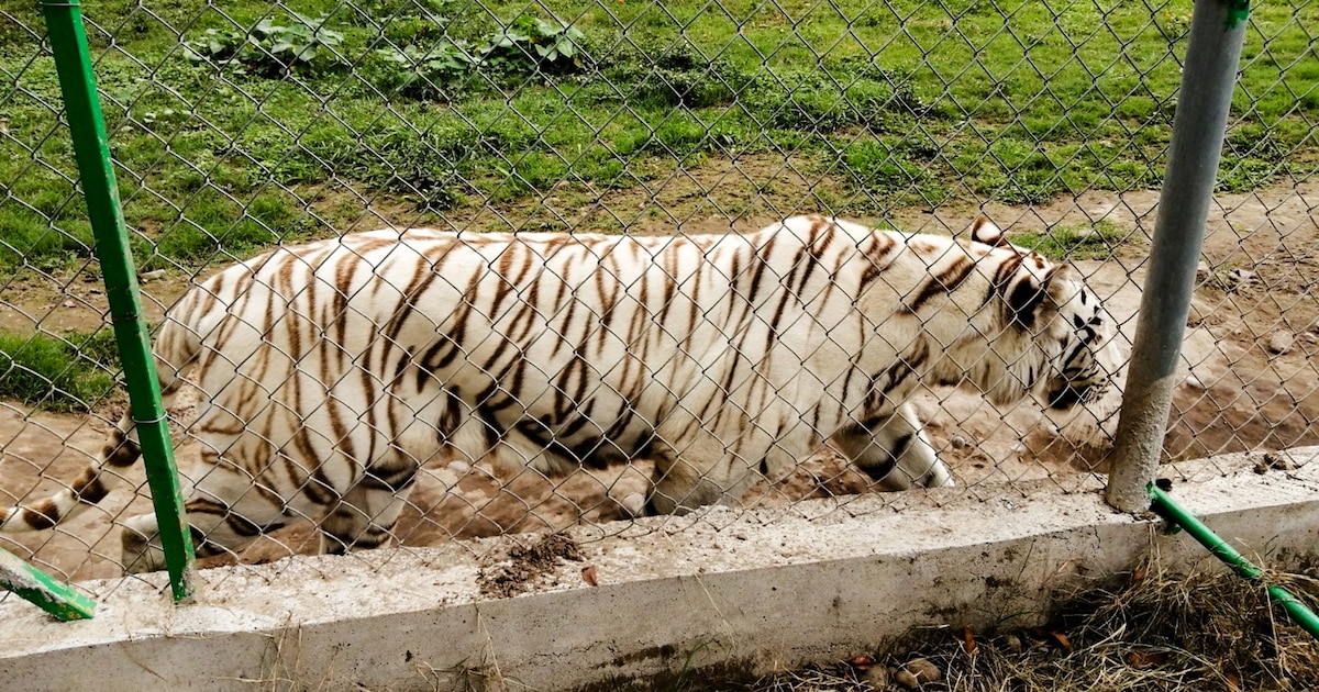 Acompanhantes Tigre de Bengala de Sikkechech Zubla Acompanhantes Tigre de Bengala de Sikkechech Zubla